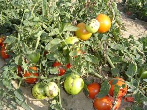 بیماری لکه باکتریایی گوجه فرنگی و نحوه درمان